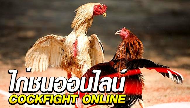 ไก่ชน ออนไลน์ วิธีการเดิมพัน เป็นอย่างไร